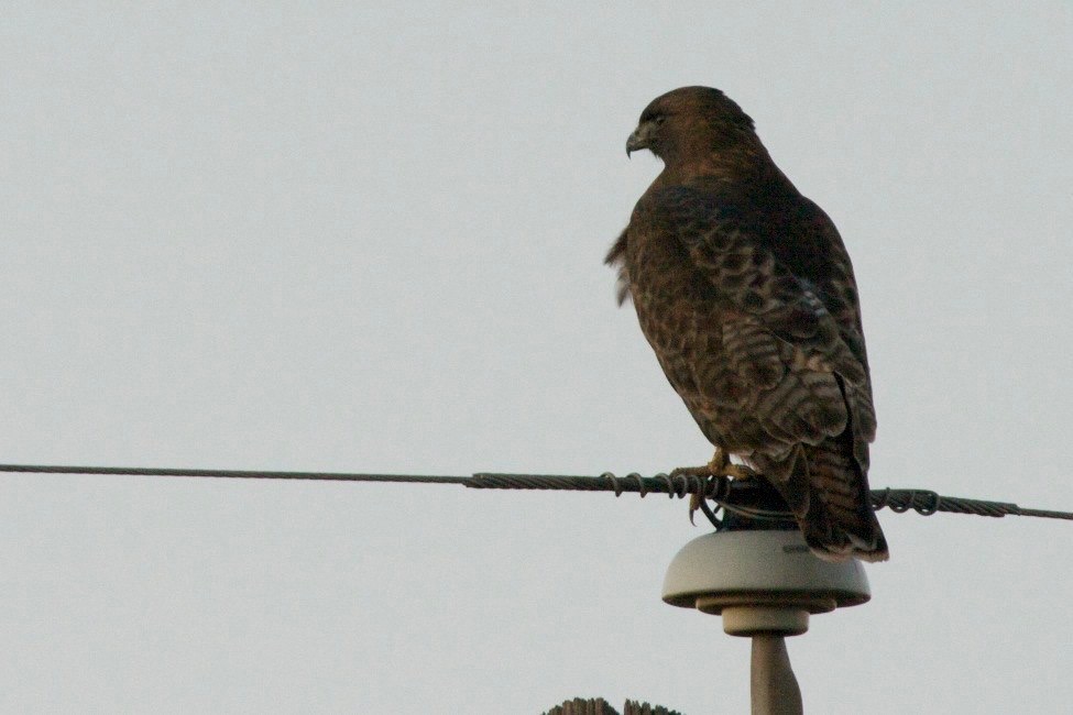 Red-tailed Hawk (Rufous) Buteo jamaicensis calurus - near Nutt, NM