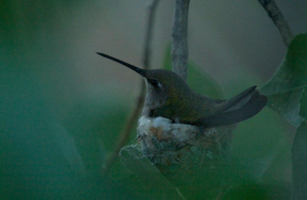 Black-chinned Hummingbird, San Lorenzo, NM