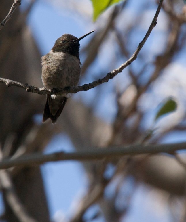 Black-chinned Hummingbird, Hillsboro NM