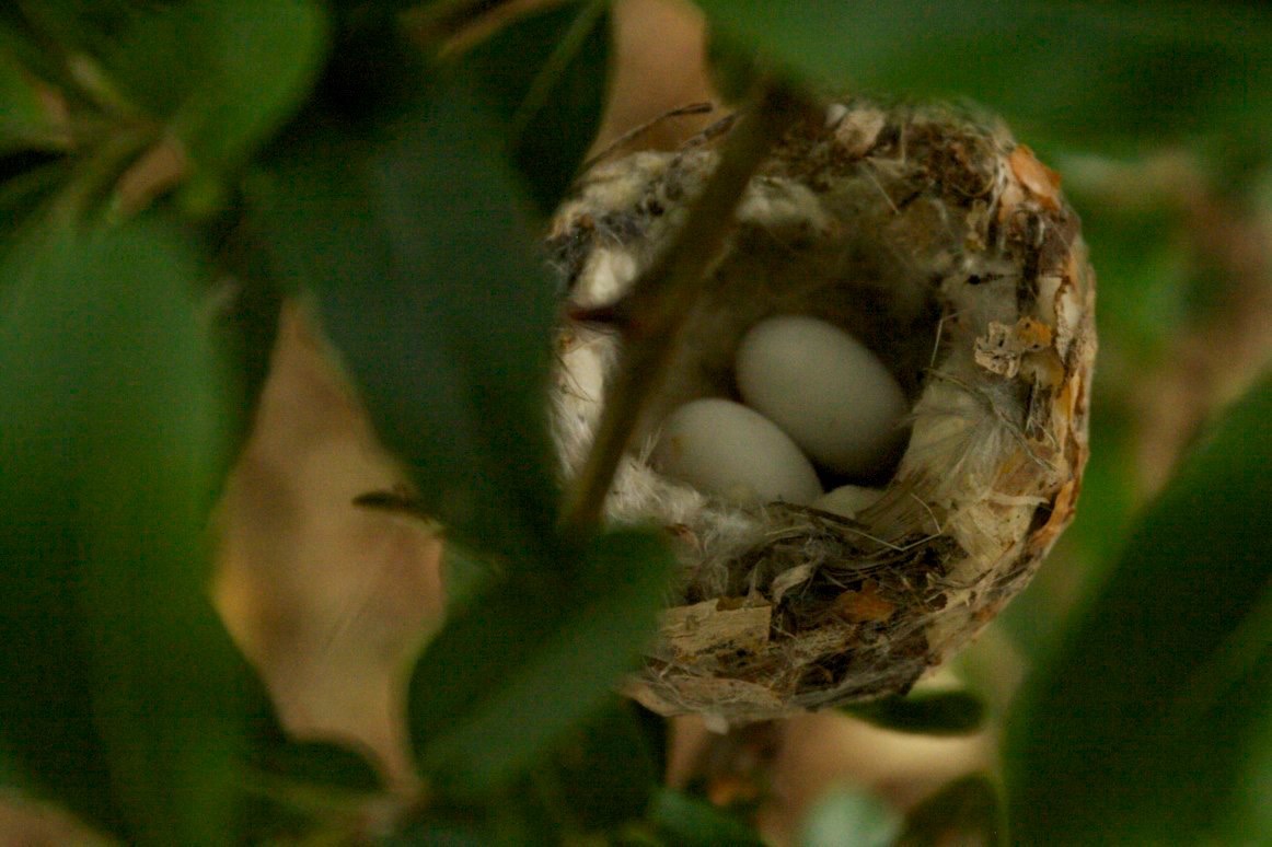 Black-chinned Hummingbird Nest, Hillsboro