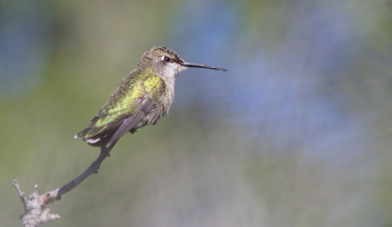 Archilochus alexandri
Black-chinned Hummingbird
Percha Creek
East of Hillsboro
New Mexico, USA