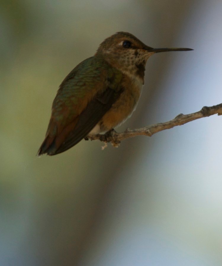 Hillsboro, New Mexico, Rufous Hummingbird