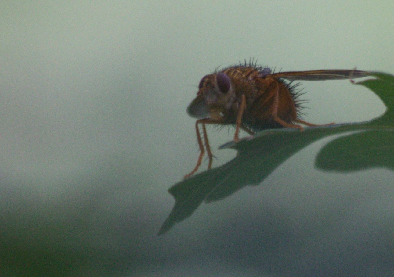Hystricia abrupta
Tachinid Fly
Middle Percha, Black Range
West of Kingston, NM, USA