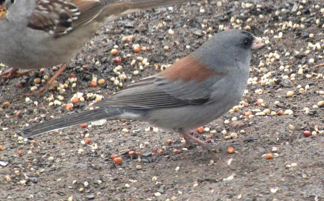 Hillsboro NM, Dark-eyed (Grey-headed) Junco