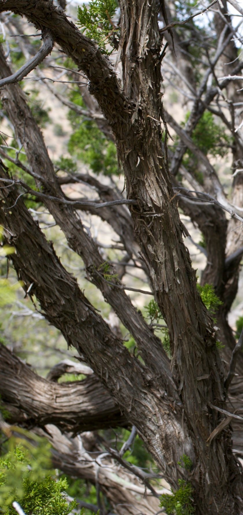 Juniperus monosperma
One Seeded Juniper 
On Ridge North of Cooke's Peak, New Mexico, USA