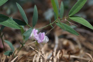 Lathyrus leucanthus
Rocky Mountain Sweetpea
Railroad Canyon  Lathyrus leucanthus
Rocky Mountain Sweetpea
Railroad Canyon