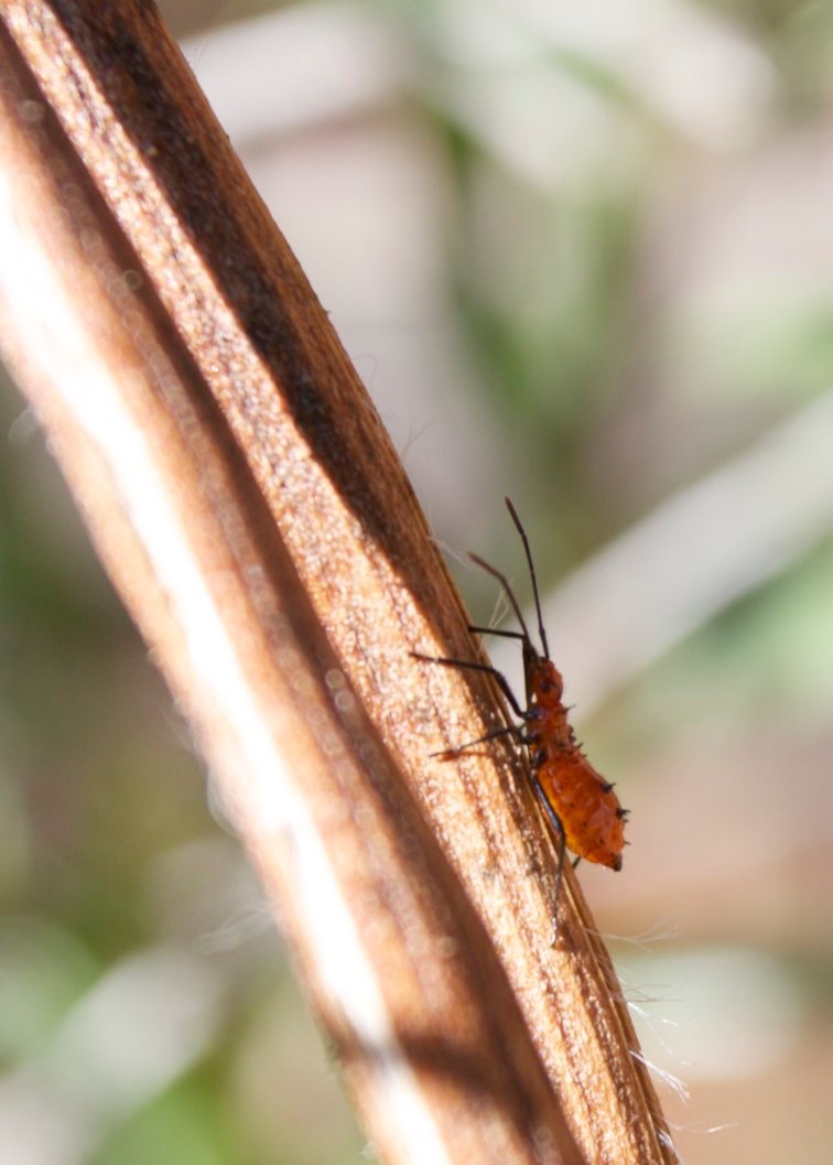 Leaf-footed Bug
Probably
Leptoglossus phyllopus
Hillsboro