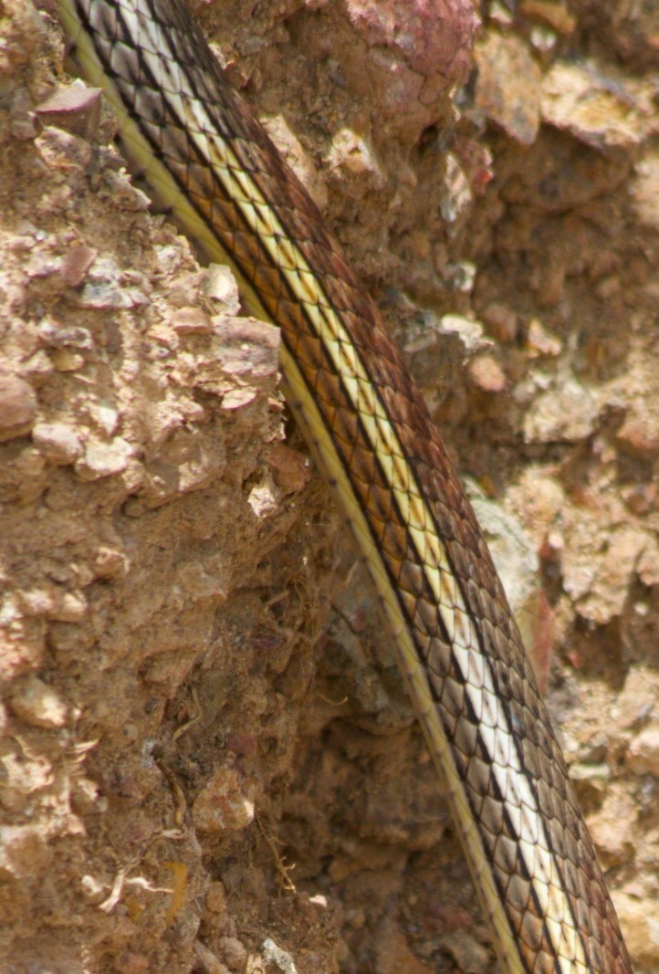 Andrews
East of present-day Hillsboro, New Mexico, USA  Masticophis taeniatusStriped Whipsnake