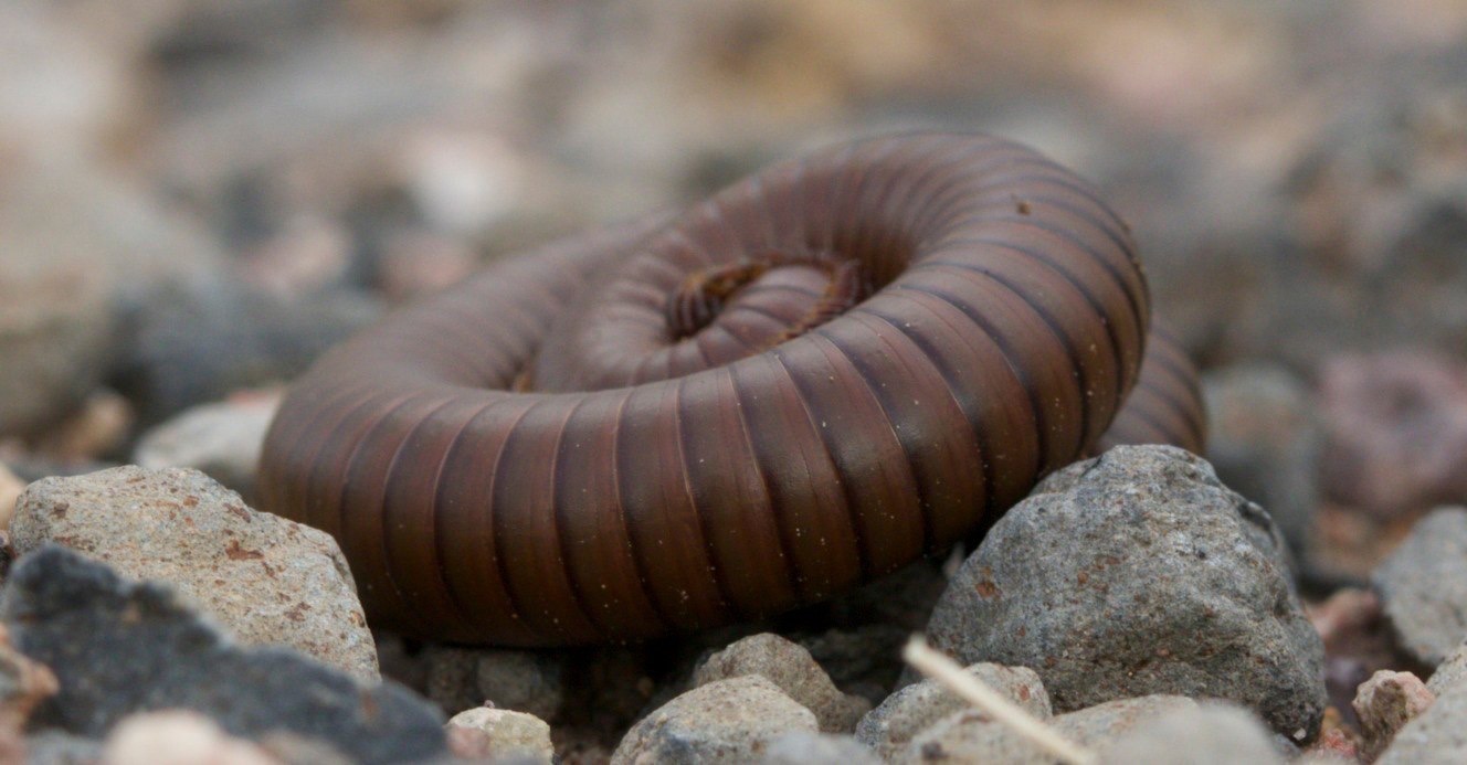 Desert Millipede
Orthoporus ornatus
Snake Mine Road, east of Hillsboro, NM