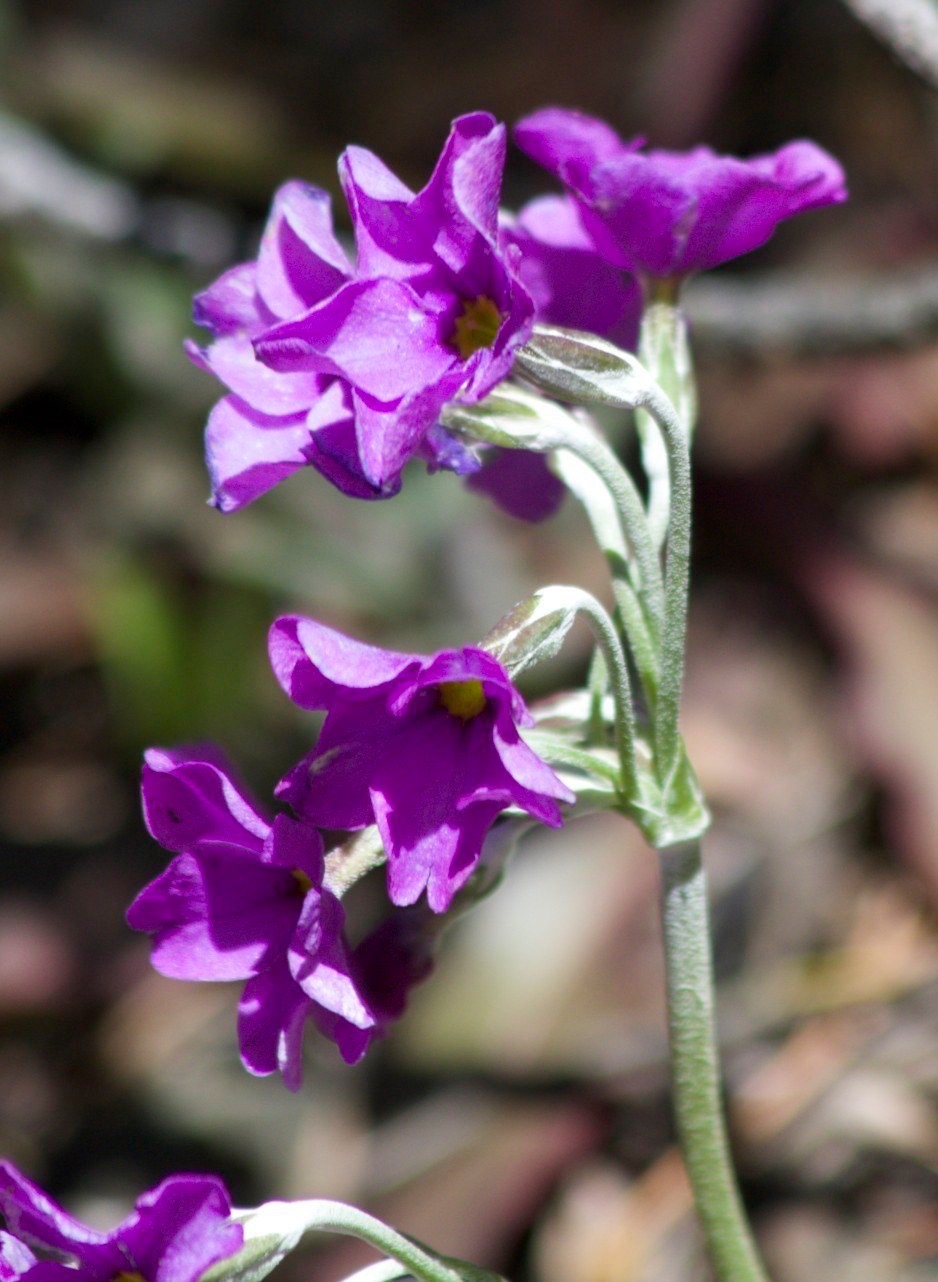 Sawyer's Peak Trail
Black Range
New Mexico, USA  Primula rusbyiRusby’s PrimroseSawyers Peak Trail, Black RangeNew Mexico, USA