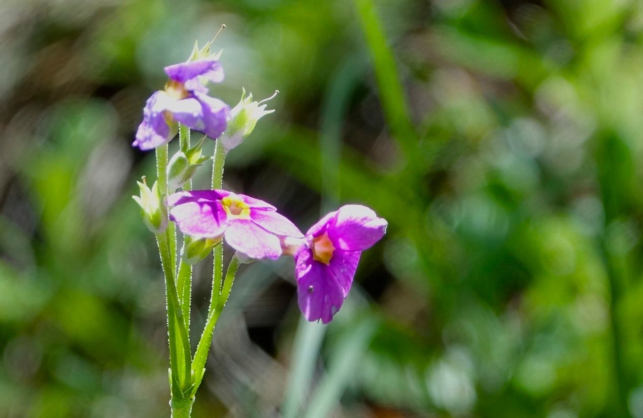 Primula rusbyi
Rusby's Primrose
South of Iron Creek Campground
Black Range, NM, USA