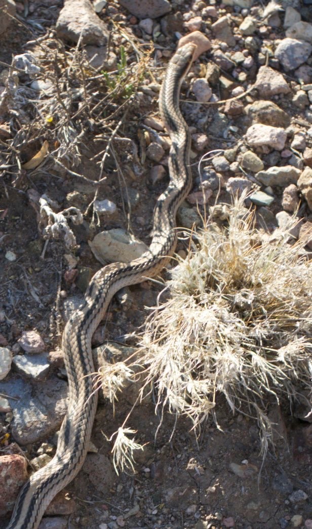 Salvadora deserticola
Big Bend Patchnose Snake
Ready Pay Gulch, east of Hillsboro, NM, USA