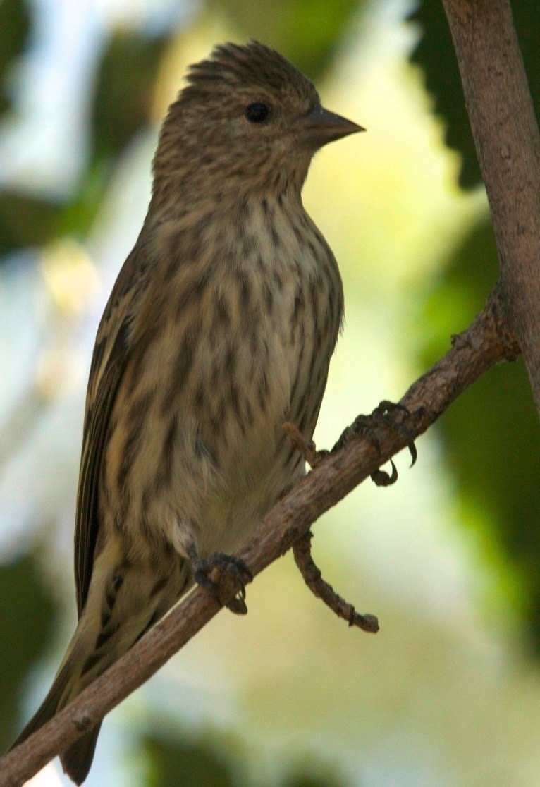 Pine Siskin - Hillsboro, NM