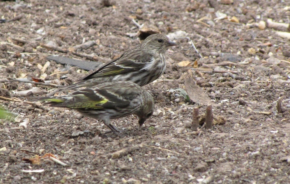 Pine Siskin, Hillsboro NM
