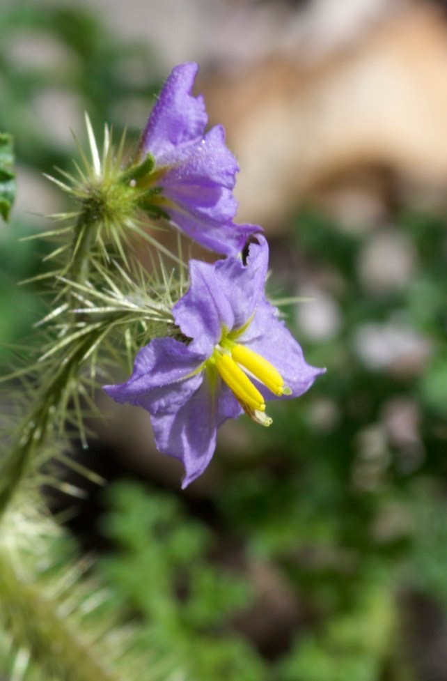 Solanum heterodoxumMelon Leaf NightshadeCarbonate Creek, Black RangeNew Mexico, USA