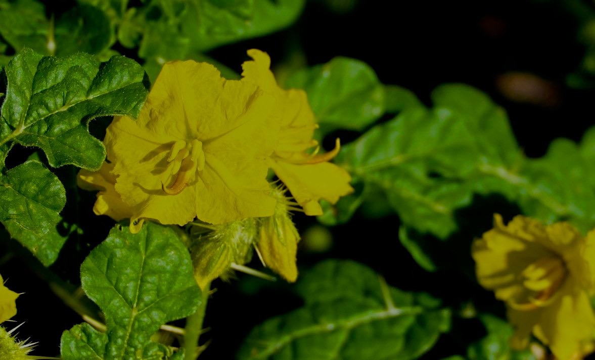 Solanum rostratum
Buffalo Bur
South of Hillsboro
New Mexico, USA