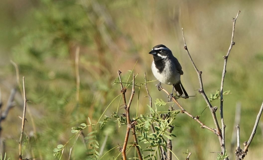 Sparrow, Black-throated
Amphispiza bilineata
Ready Pay Gulch
East of Hillsboro, NM, USA