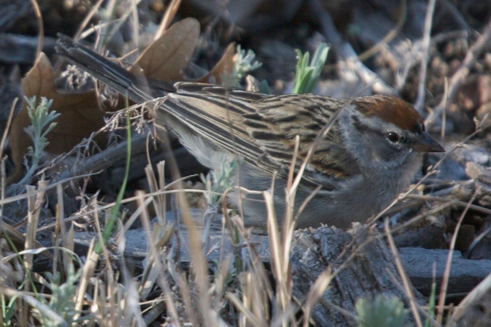 Chipping Sparrow