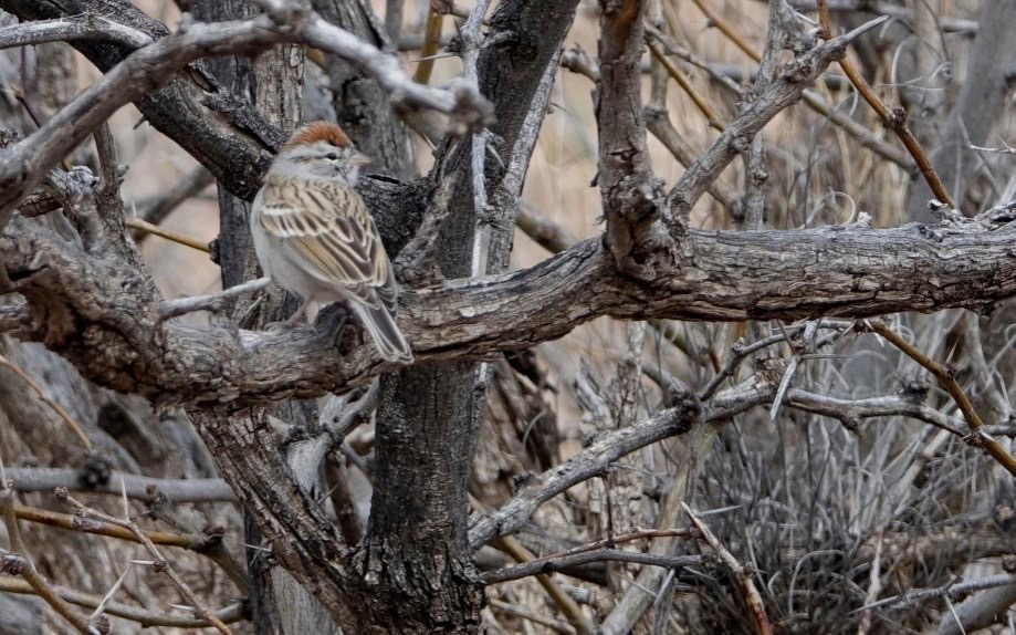 Sparrow, Chipping
Spizella passerina
Vulture Road
East of Hillsboro, NM, USA