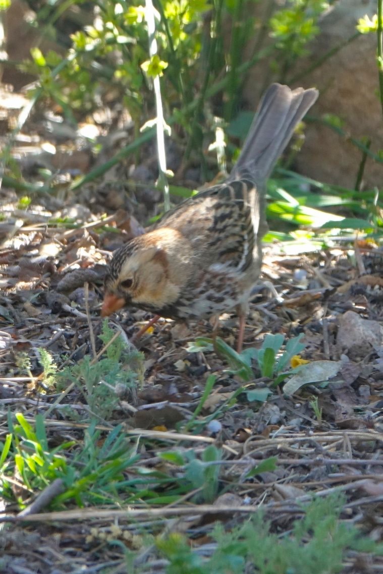 Sparrow, Harris's
Zonotrichia querula
Hillsboro, NM, USA