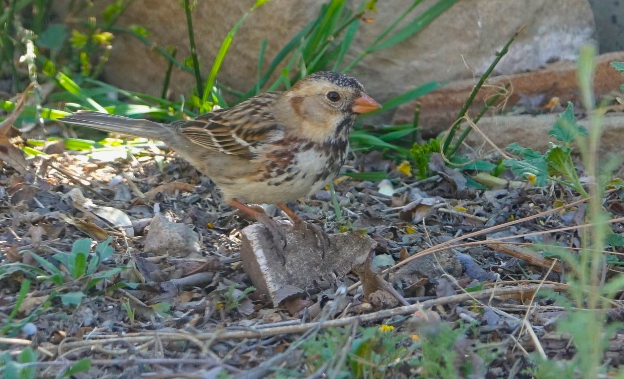Sparrow, Harris's
Zonotrichia querula
Hillsboro, NM, USA