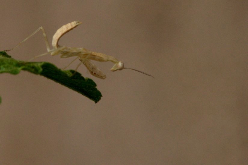Praying Mantis, Hillsboro, NM