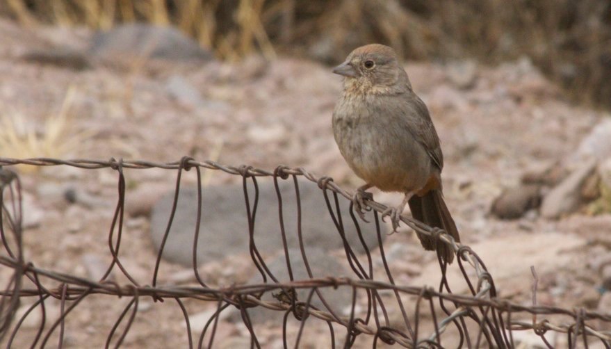 Canyon Towhee, Pipilo fuscus, Rio Mimbres, San Lorenzo, NM