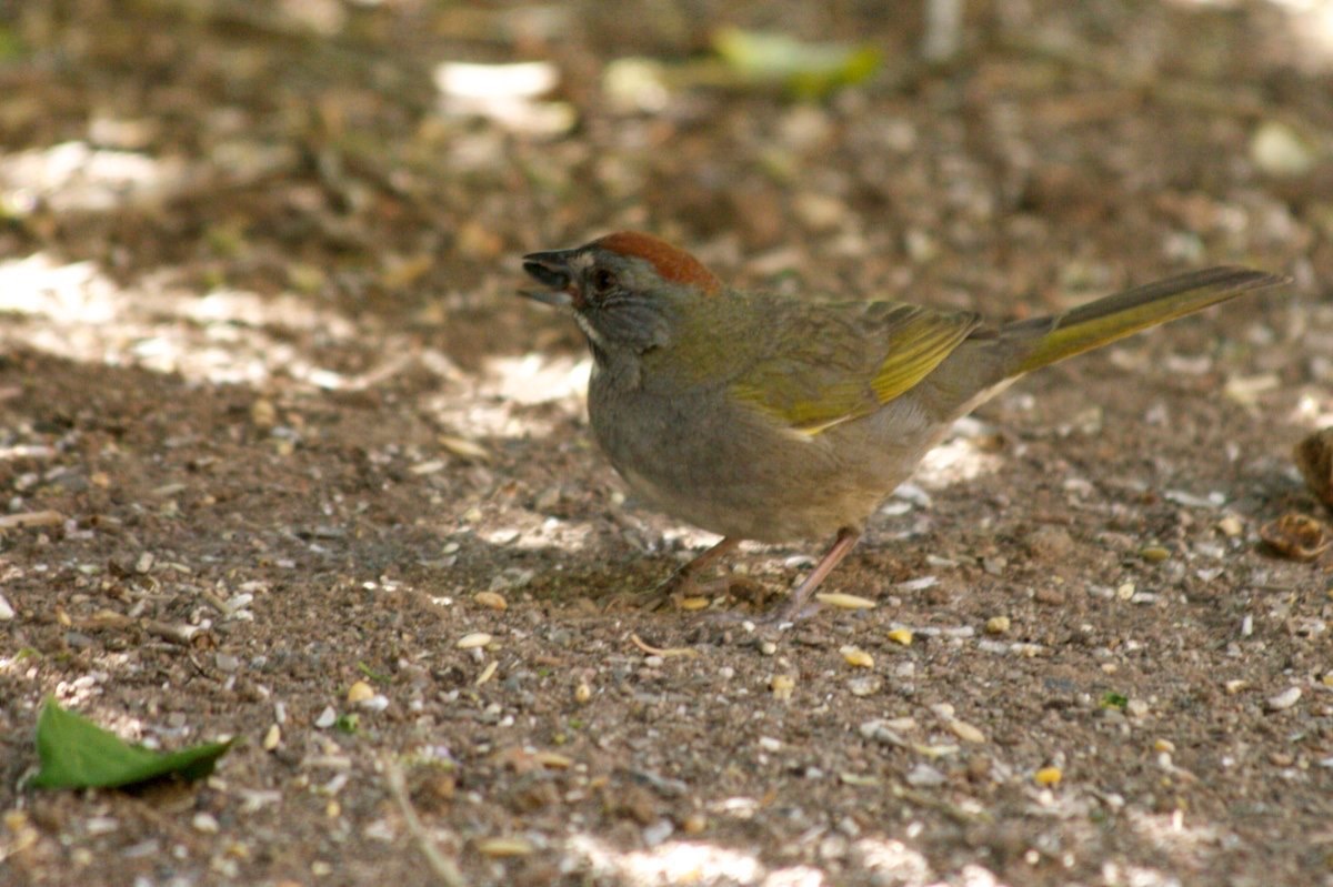Towhee, Green-tailed
Pipilo chlorurus
Hillsboro, NM