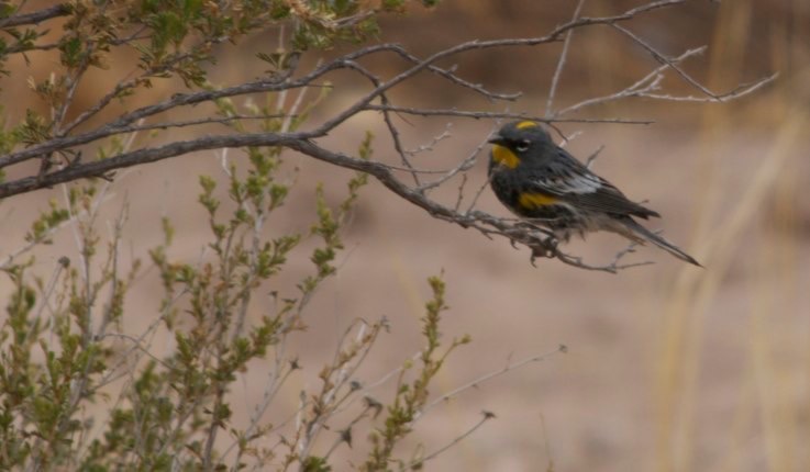 Yellow-rumped Warbler, Rio Mimbres, San Lorenzo, NM