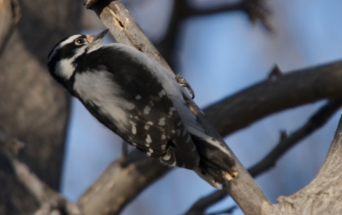 Downy Woodpecker - Hillsboro, NM