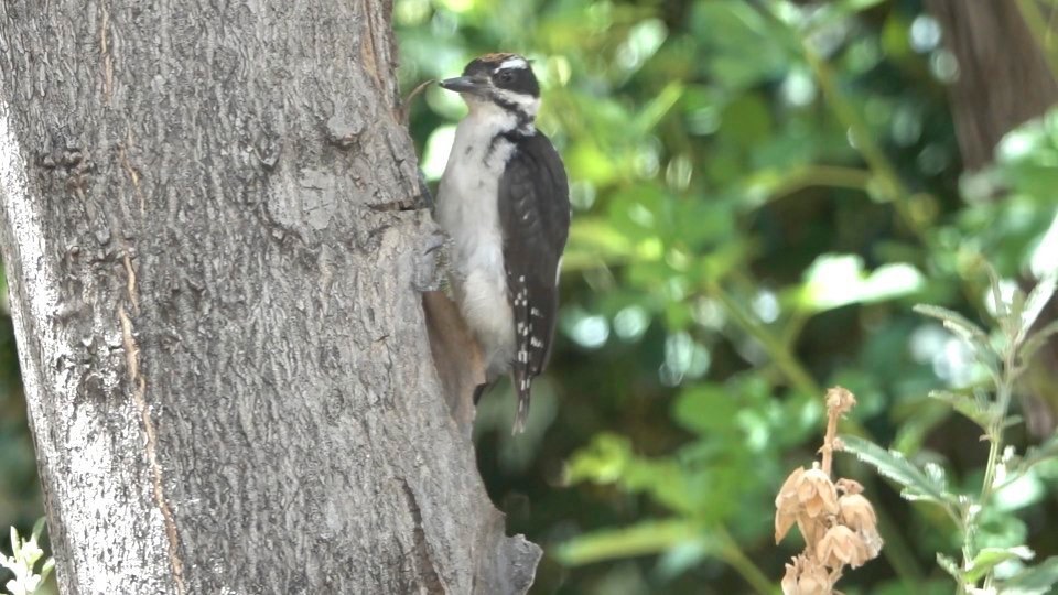 Woodpecker, HairyPicoides villosusHillsboro, New Mexico, USA
July 2016