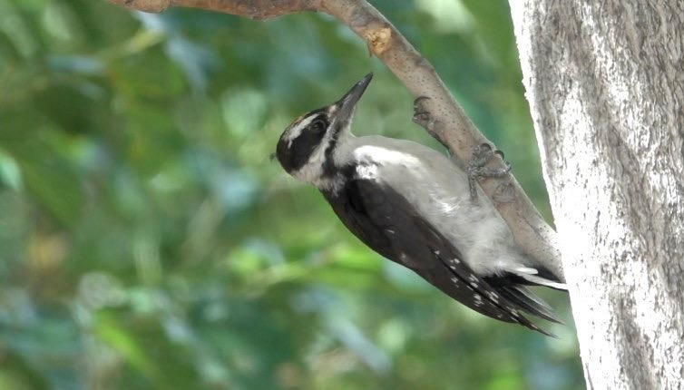Woodpecker, HairyPicoides villosusHillsboro, New Mexico, USA
July 2016