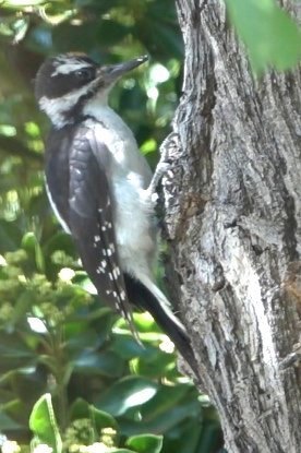 Woodpecker, HairyPicoides villosusHillsboro, New Mexico, USA
July 2016