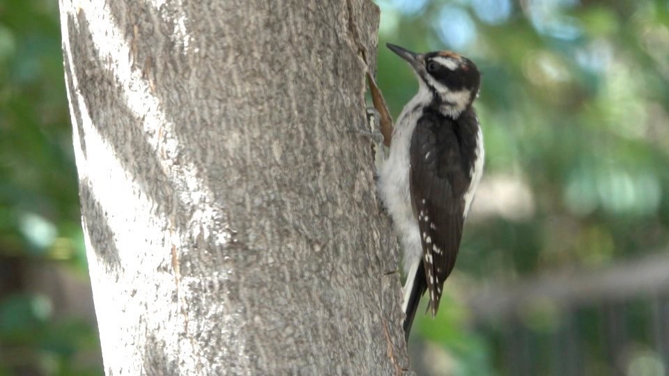 Woodpecker, HairyPicoides villosusHillsboro, New Mexico, USA
July 2016