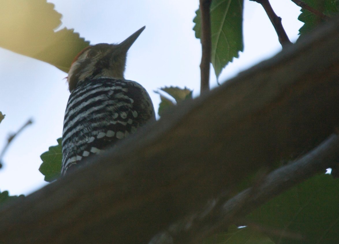 Ladder-backed Woodpecker - Hillsboro, New Mexico