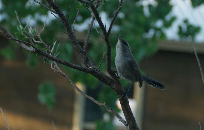Bewick's Wren, Hillsboro, NM Yard