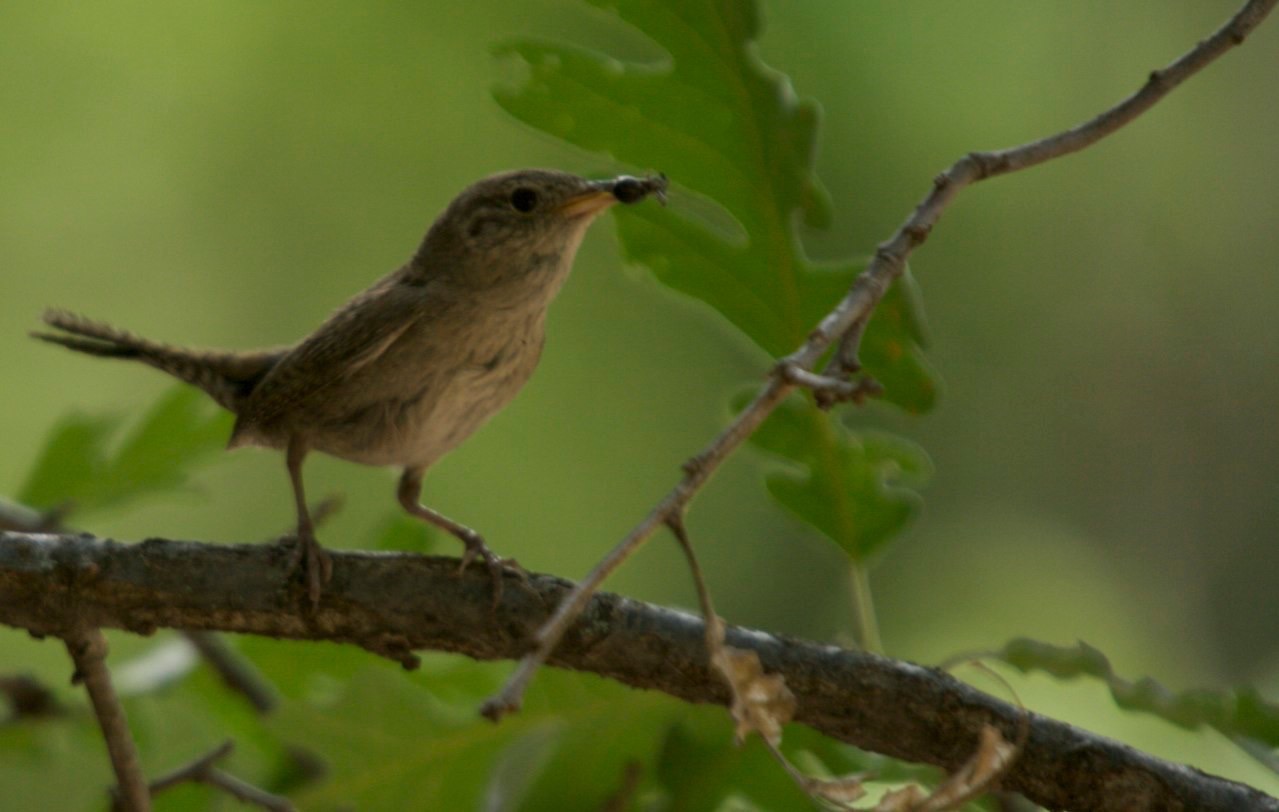 Northern House Wren, Railroad Canyon, Black Range, New Mexico