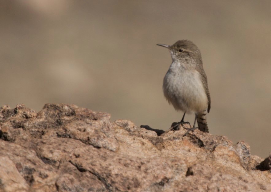 Rock Wren, City of Rocks SP, NM