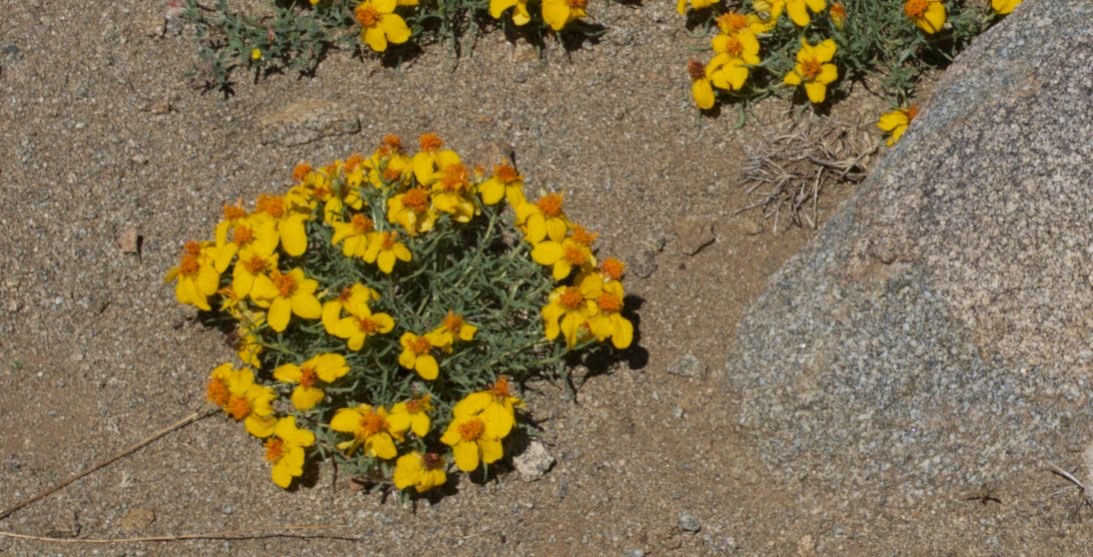 zinnia?